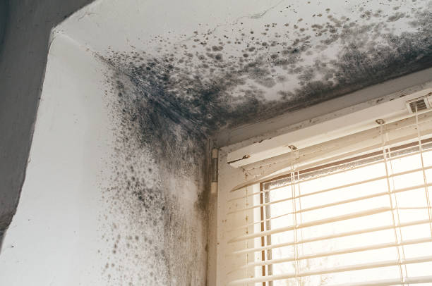 Affordable Mold Cleanup solutions in Woburn, MA